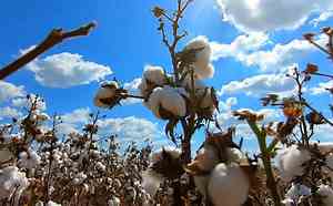 Brasil ultrapassa EUA e se torna maior exportador de algodão do mundo