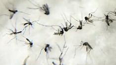 Risco de morte por dengue é 8 vezes maior em idosos