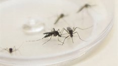 Casos de dengue crescem 17,5% no Brasil, aponta Ministério da Saúde 