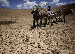 Castigada pela seca, Chapada Diamantina registra morte de 600 animais por fome e sede