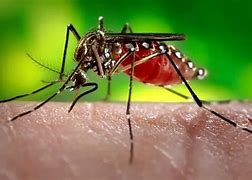 Dengue na Bahia: Número de óbitos chega a 14 e mais de 40% das cidades em Epidemia