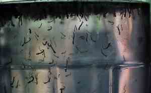 Mais de 650 mil casos de dengue são registrados no Brasil