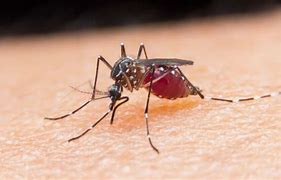 Guanambi registra notificações de arboviroses e primeira confirmação de dengue em 2024