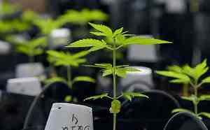 Decisão do STF sobre porte de maconha demanda novos procedimentos