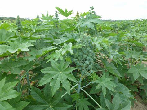 Bahia deve colher 13,5 milhões de toneladas em safra 2022/2023; mamona ganha destaque