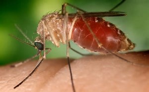 Secretaria de Saúde da Bahia registra primeira morte por febre Oropouche