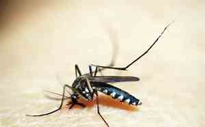 Ministério da Saúde discute plano de enfrentamento da dengue