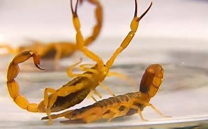 Picadas de escorpião já causaram 17 mortes na Bahia neste ano, aponta Sesab