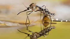 Estado do Rio de Janeiro decreta epidemia de dengue