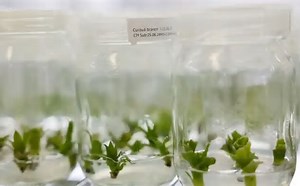 Cientistas pesquisam Bromélia da Amazônia que pode ser alternativa ao plástico do petróleo