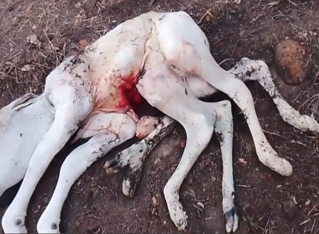 Bezerro nasce com oito patas na zona rural de Palmas de Monte Alto