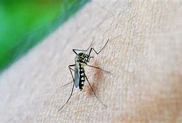 Brasil bate recorde histórico de casos de dengue em 2024