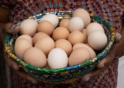 Bahia bate recorde na produção de ovos