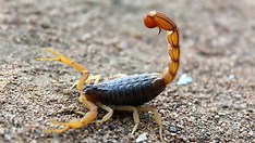 Mortes por Picada de Escorpião Crescem 58% na Bahia