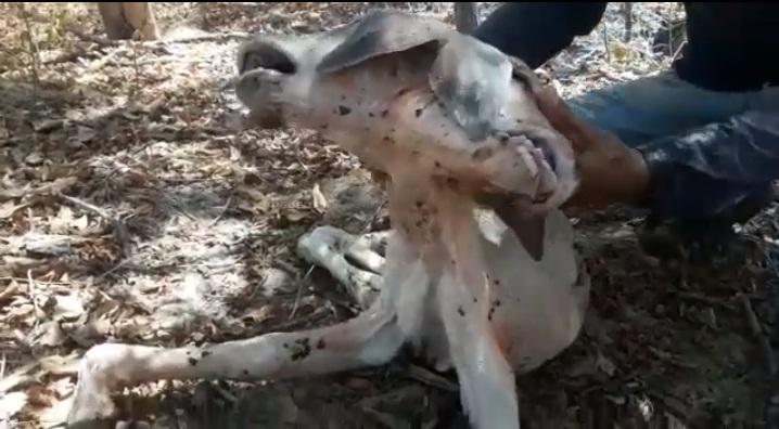 Bezerro nasce com duas cabeças na zona rural de Carinhanha