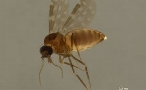 Sobe para 55 o número de casos da Febre do Oropouche em cidades da Bahia