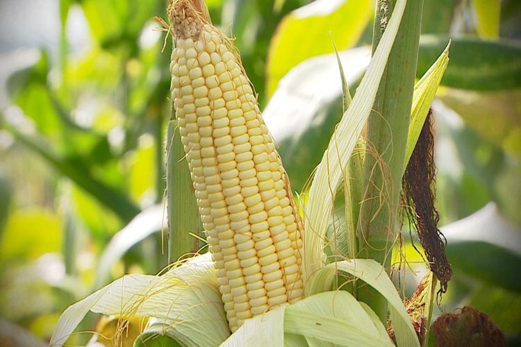    Vitória da Conquista: Passageira de ônibus tenta transportar 7 kg de crack e é presa na BR-116 