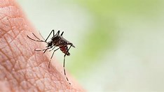 Casos de Dengue crescem 21% no Brasil, segundo Ministério da Saúde