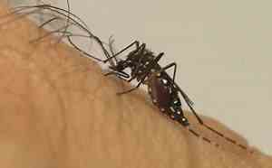 Mortes por dengue chegam a 120 na Bahia