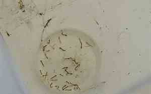 Mortes por Febre do Oropouche na Bahia foram as primeiras registradas no mundo