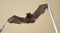 Segundo caso de raiva em morcego é confirmado em Feira de Santana