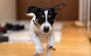 Deputado baiano apresenta PL para dedução de despesas com saúde de animais no imposto de renda