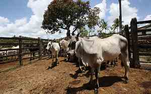 Vacinação contra a Febre Aftosa na Bahia acontece de 1º a 30 de abril