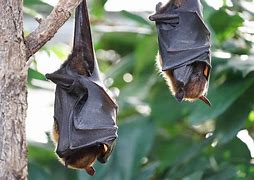 Feira de Santana chega a nove casos de raiva em morcegos