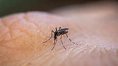 Brasil se aproxima de 1 milhão de casos prováveis de dengue, alerta Ministério da Saúde 