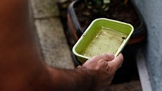 Casos de dengue crescem 33% na Bahia no último ano