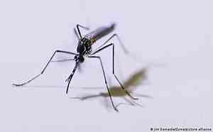 Municípios com taxas elevadas de dengue serão priorizados em vacinação