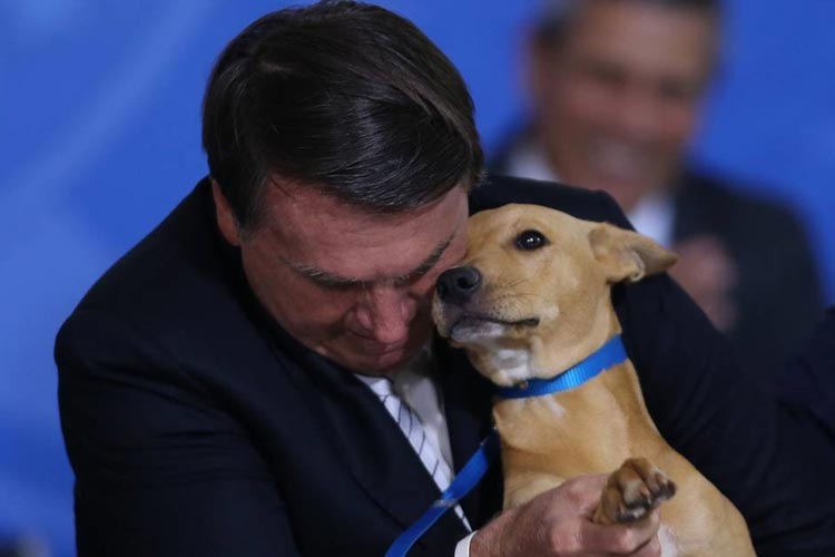 Lei contra maus- tratos a animais passa a valer no Brasil  