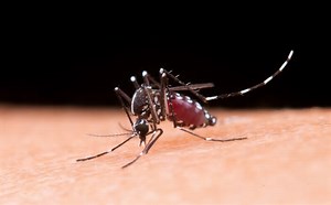 Número de mortes por Dengue na Bahia sobe para 104