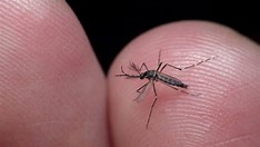 Pesquisadores desenvolvem larvicida contra Aedes aegypti a partir de planta da mata atlântica 