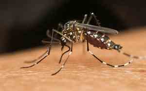 Sobe para oito o número de mortes por dengue na Bahia; óbito foi registrado em Barra do Choça