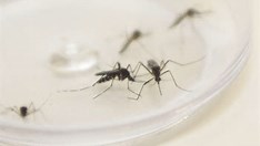 Casos de dengue no Brasil aumentam 15,8% em 2023