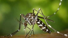 Ministério da Saúde vai destinar R$ 256 milhões para combate a dengue, chikungunya e Zika