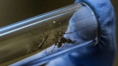 Brasil ultrapassa a marca de meio milhão de casos prováveis de dengue, com 75 mortes