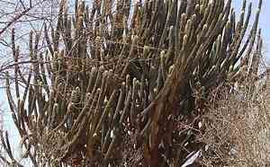 Brasil já perdeu 34 milhões dos 82,6 milhões de hectares da Caatinga