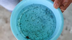 Secretaria confirma quarta morte por dengue na Bahia