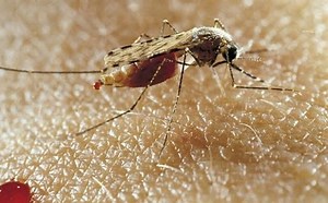 Bahia registra morte por malária após seis anos