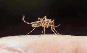 Notificações de zika vírus  aumentam no país em relação a 2022