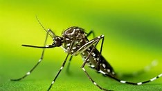 Dengue faz Acre, Minas Gerais, Goiás e Distrito Federal decretarem situação de emergência