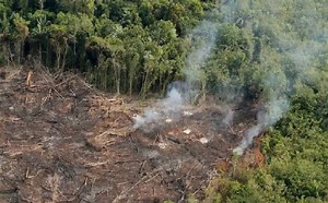 Brasil e Bolívia lideram lista de países com maior perda de cobertura florestal na Amazônia