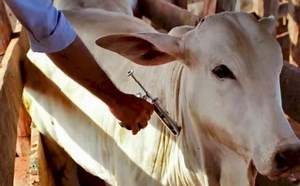 Adab prevê crescimento da agropecuária após reconhecimento livre da febre aftosa