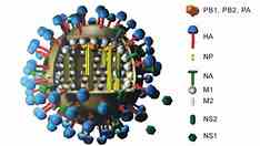 OMS confirma primeira morte por variante H5N2 da gripe aviária