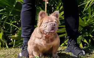 Cachorro 'mais valioso do mundo' custa R$ 600 mil, com gastos mensais de R$ 1.700