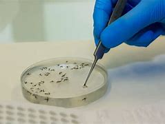 Bahia registra 839 casos confirmados de Febre Oropouche em 58 municípios