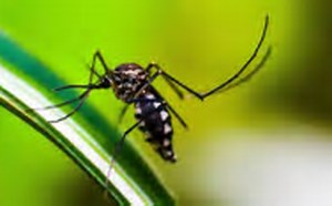 Quase 4 bilhões de pessoas correm risco de infecção pelo Aedes no mundo