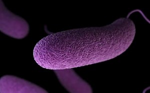 Confirmado laboratorialmente um caso de cólera em Salvador